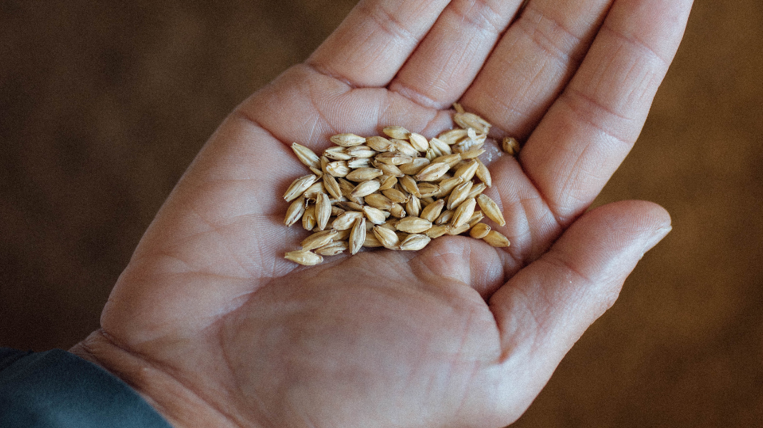 brewing non alcoholic beer